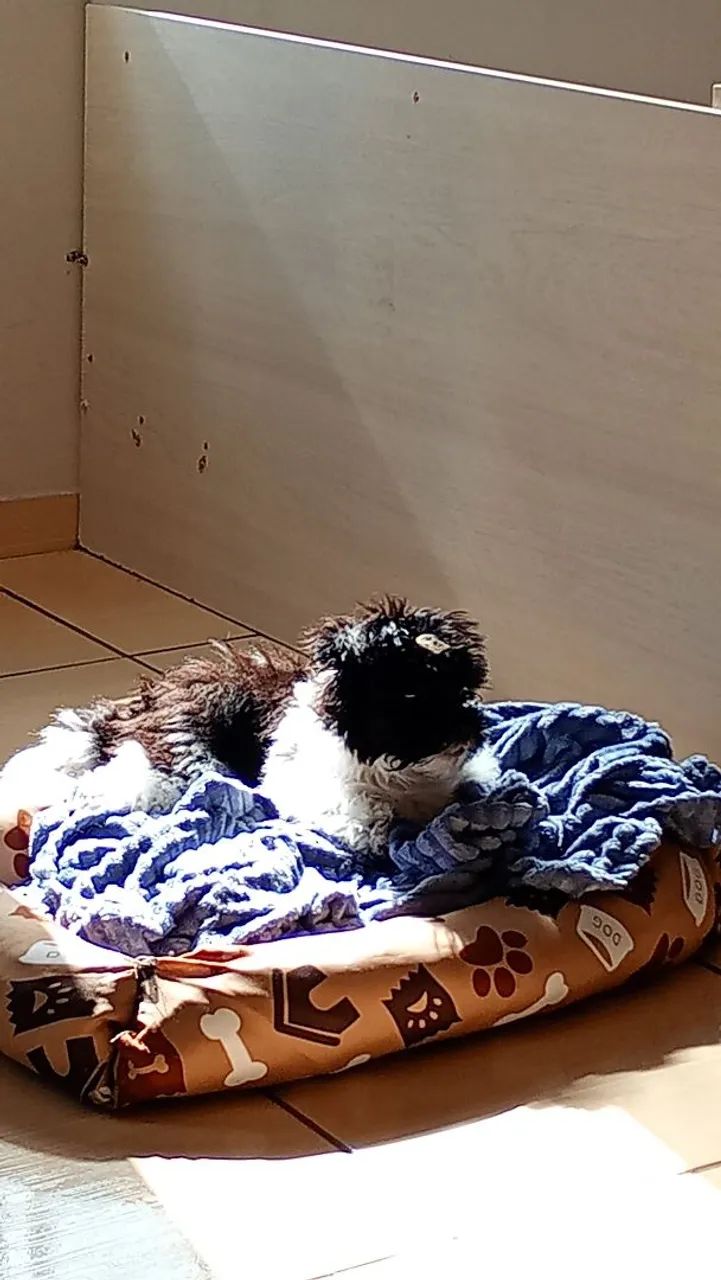 Cachorro Shitzu  - Foto 5