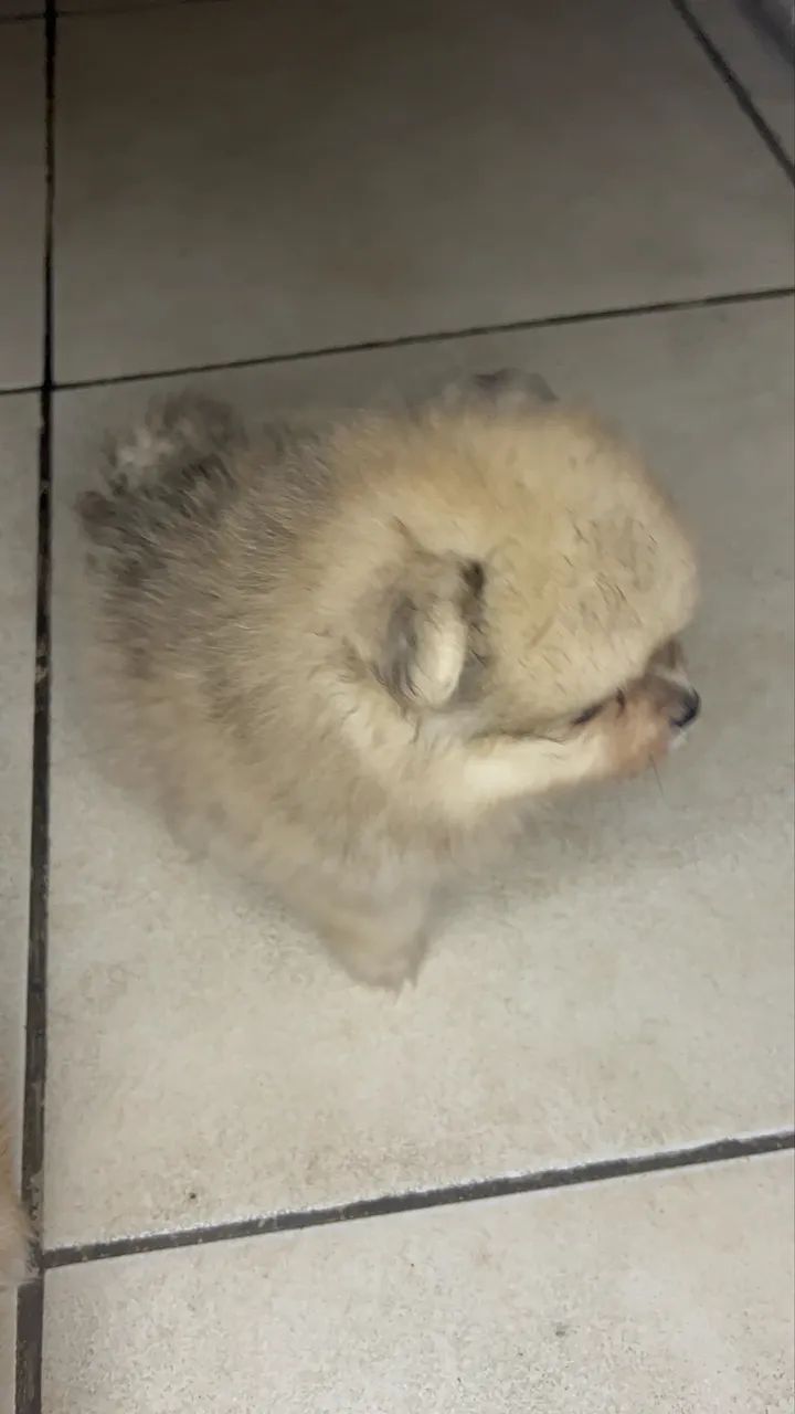 Spitz alemão 