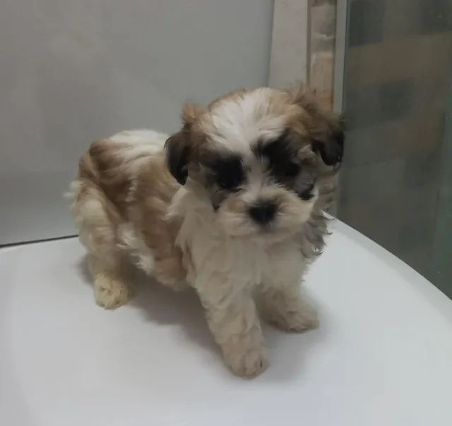 Shih tzu  fofão 