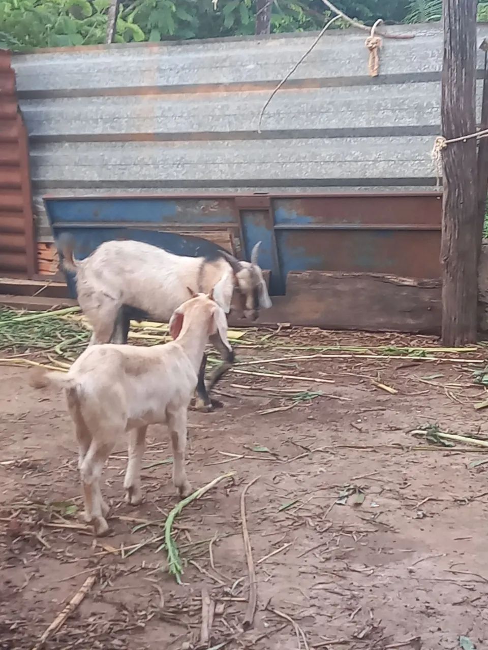 Bode gordo é Bem tratado todos inteiros e com chifre  - Foto 3