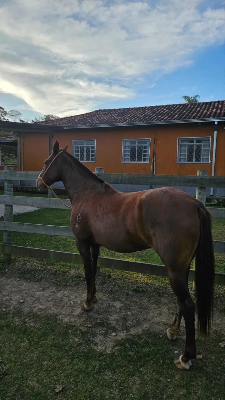 Égua MM - Foto 4