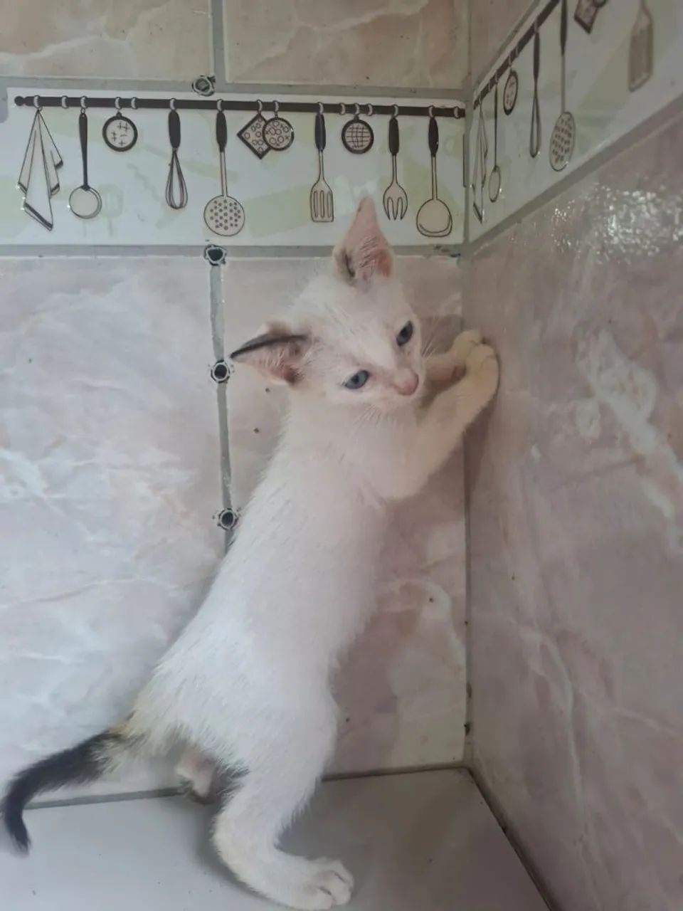 Casal de gatos para adoção  - Foto 2