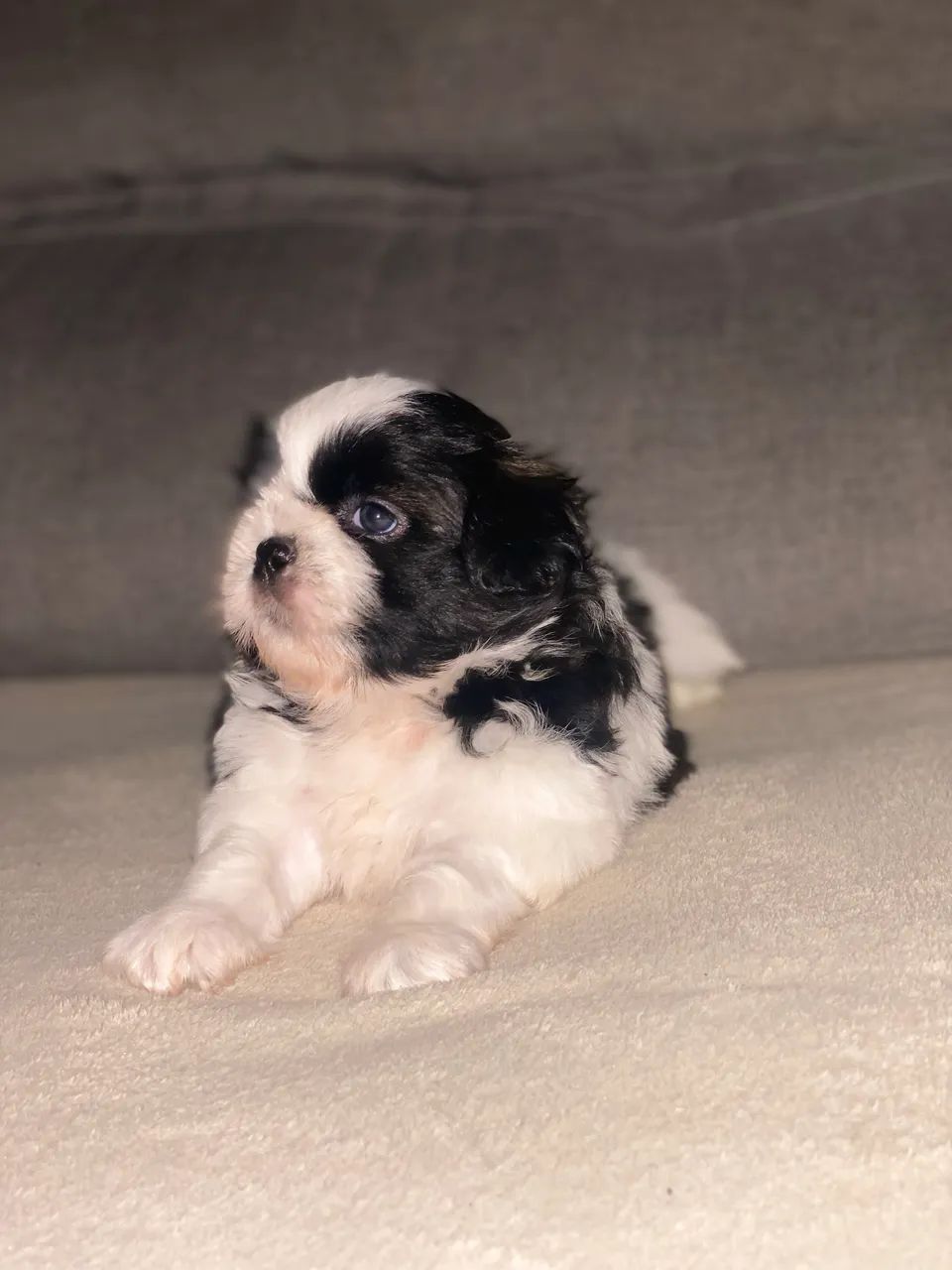 Shih tzu macho à venda