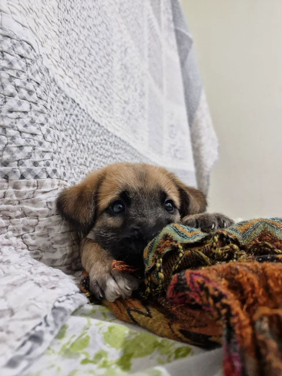 Cachorro para Adoção  - Foto 3