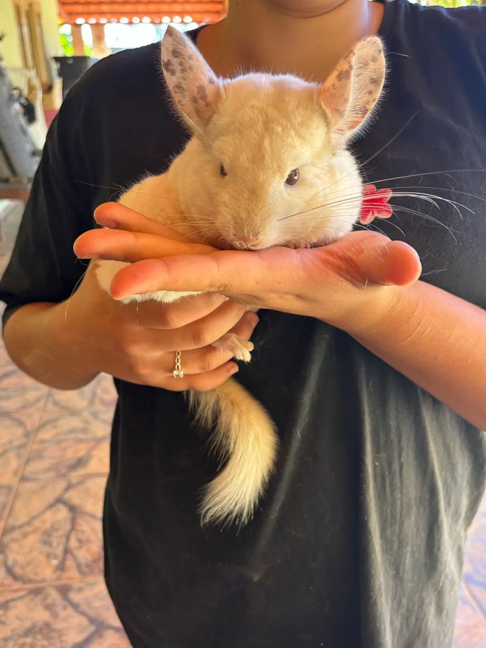 Chinchila macho adulto