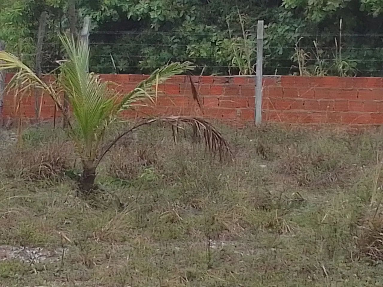 Terreno na sapocaia povoado de Japaratuba  - Foto 3