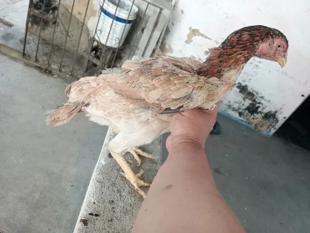 Vendo Galos e galinhas e frango de raça  - Foto 5
