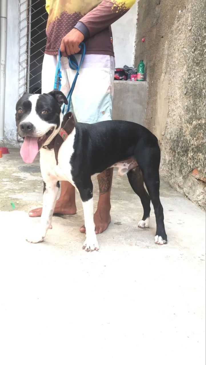 Vendo cachorro da raça Pitibul  - Foto 2