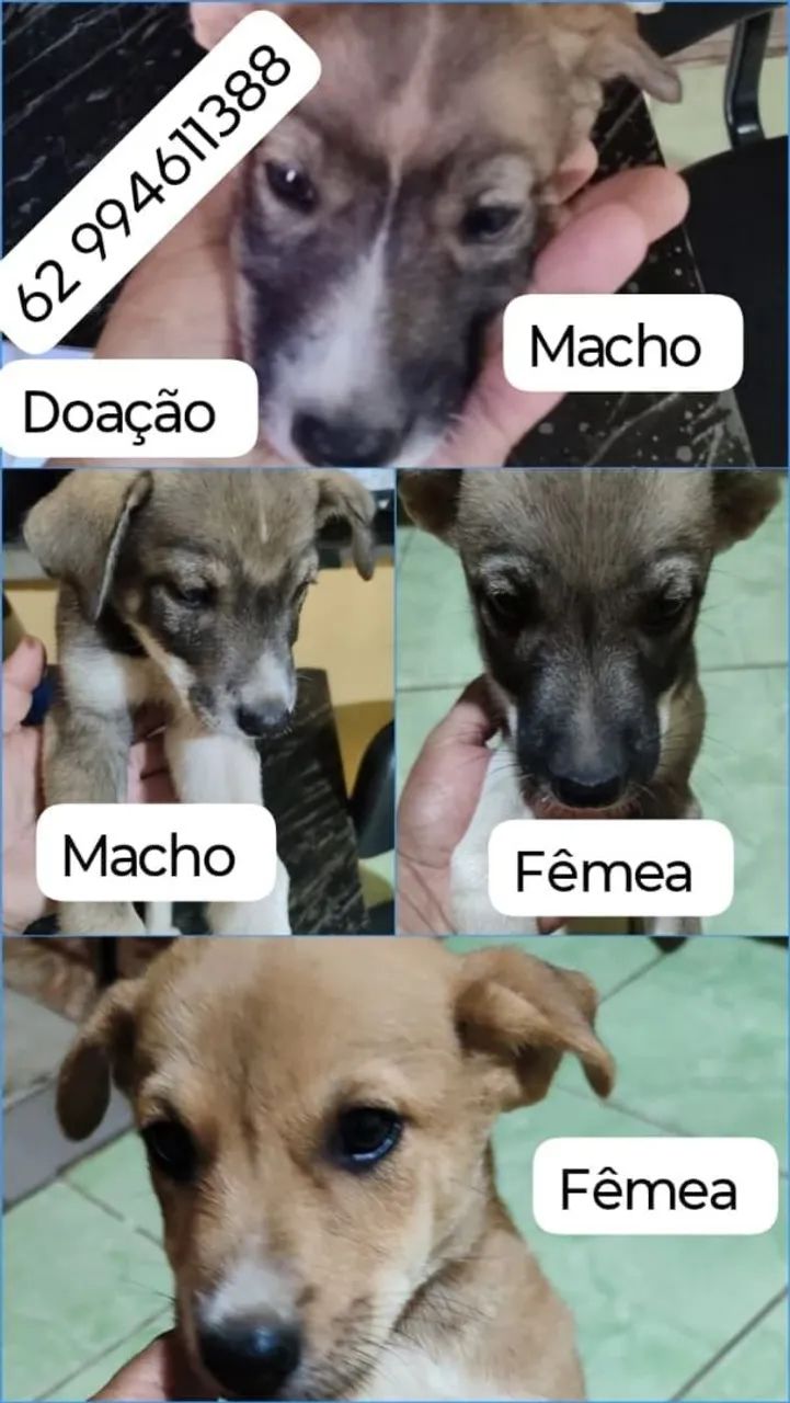 cães para adoção  - Foto 5