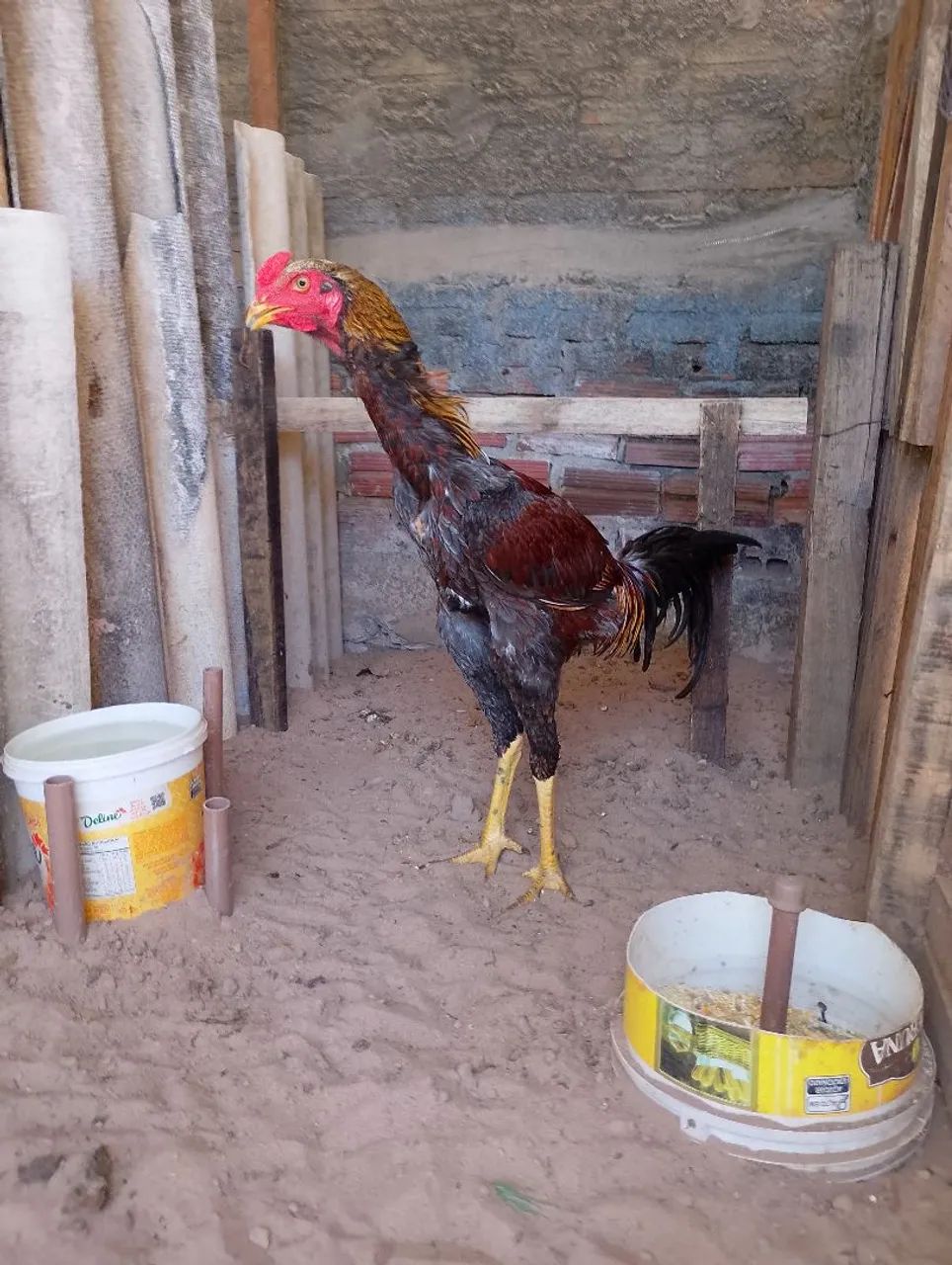 Frango  - Foto 3