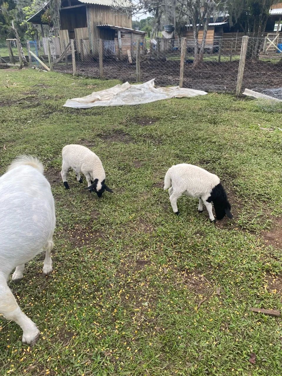 Cabras e ovelhas - Foto 3