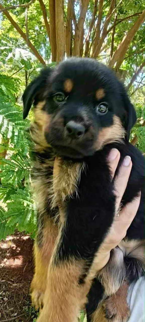 Rottweiler forte e saudável 