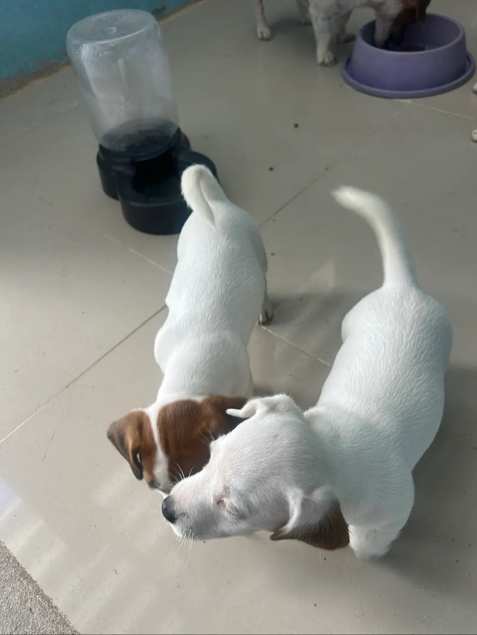 Jack Russel
