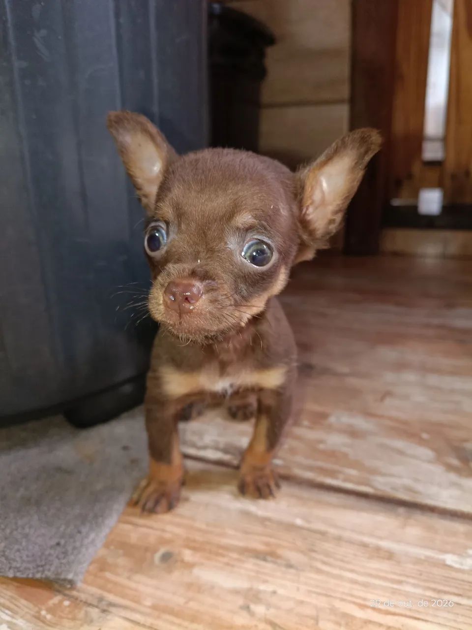 Pinscher macho chocolate