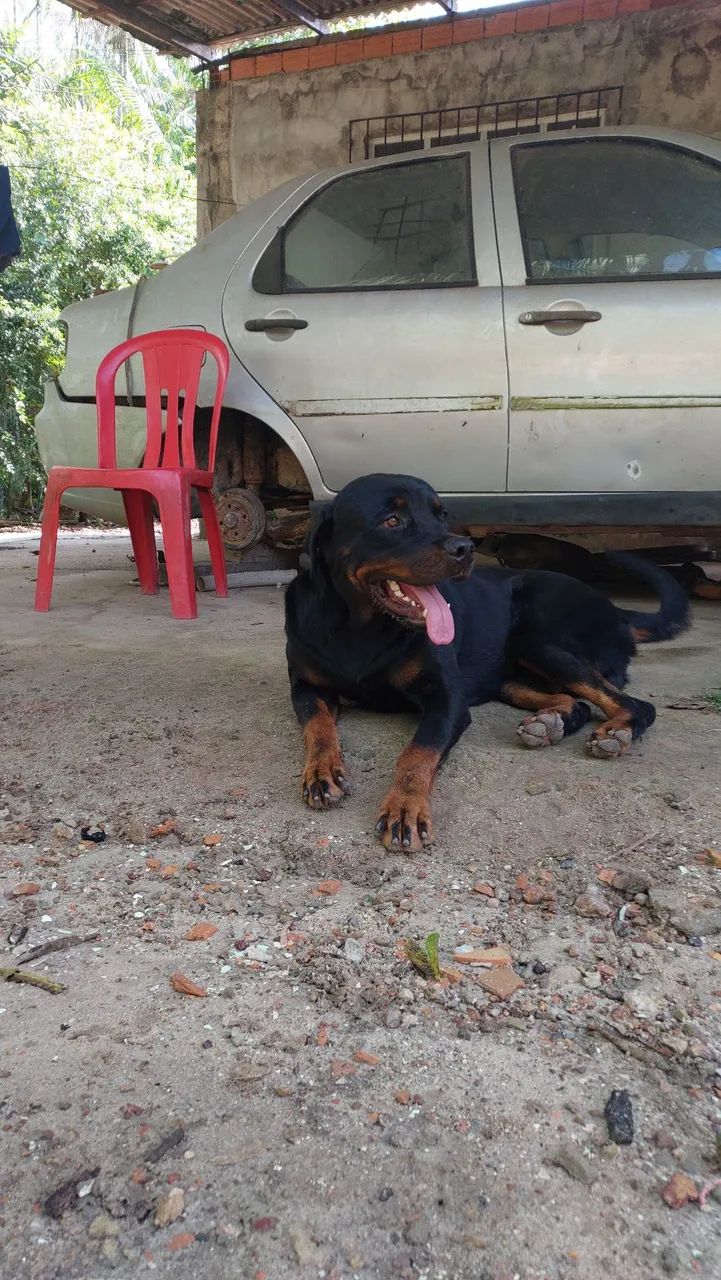 Disponível para cruzar  - Foto 4