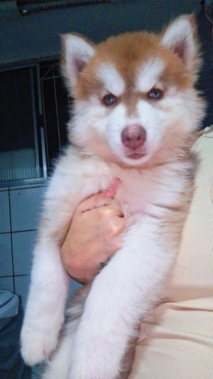 Husky 