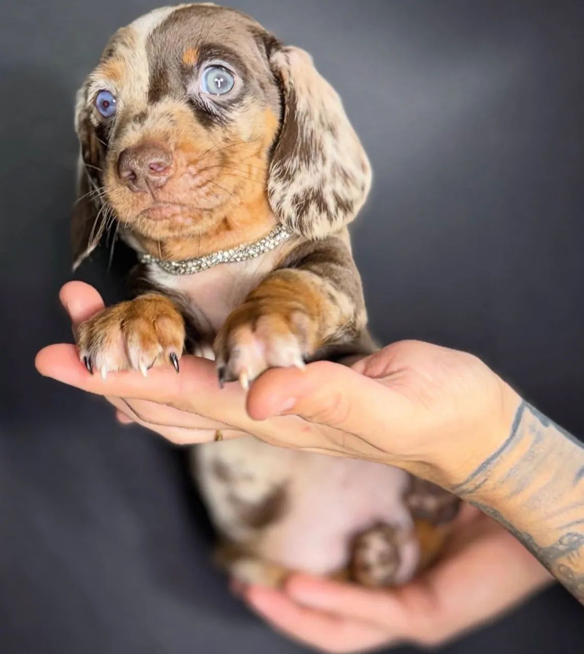 dachshund  - Foto 3