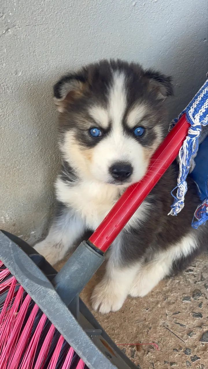 Husky siberiano Wolly  - Foto 2