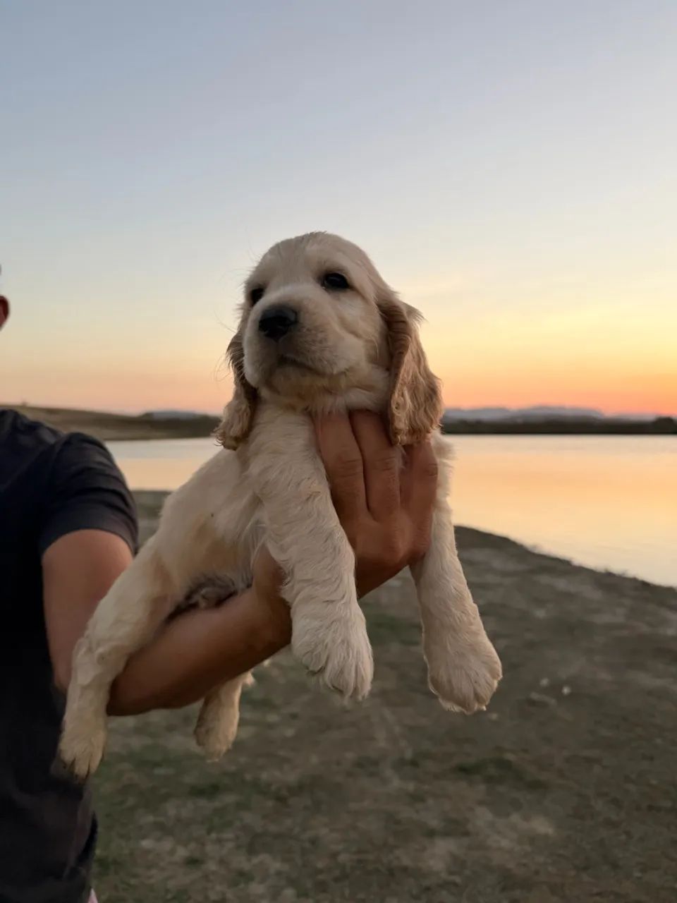 Cocker Spaniel inglês  - Foto 4