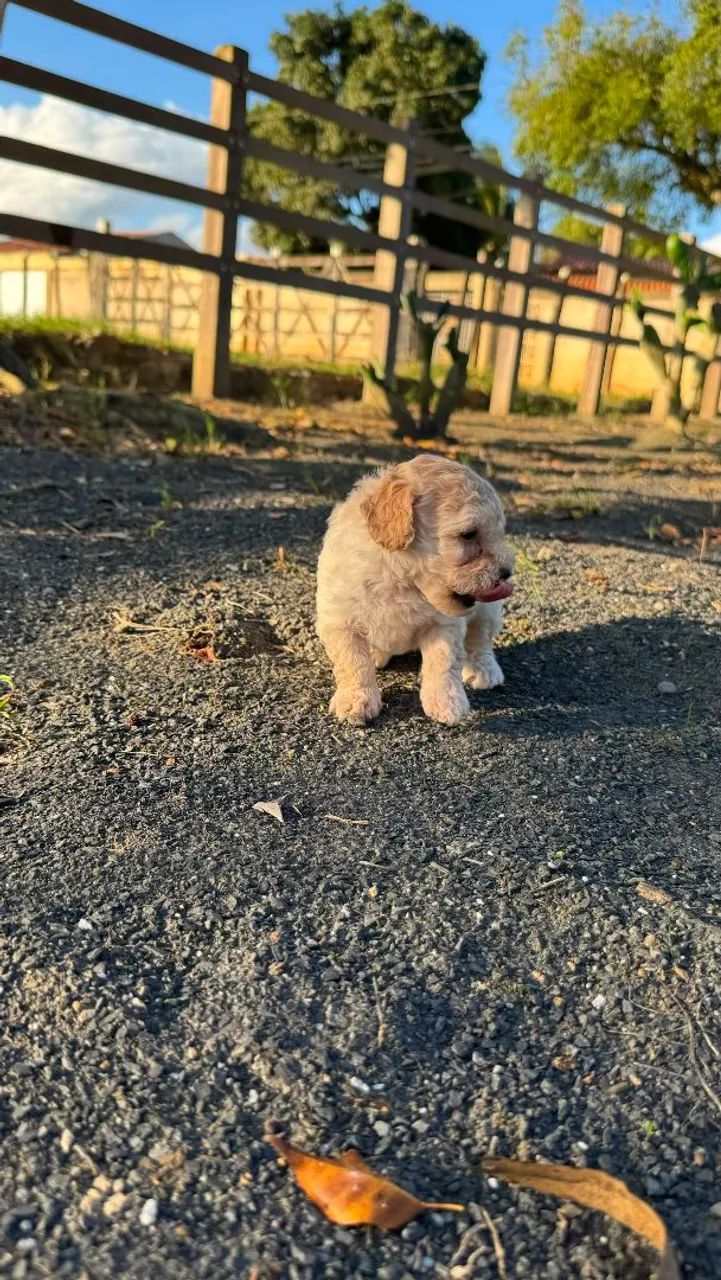 Filhotes de Poodle Micro - Foto 4