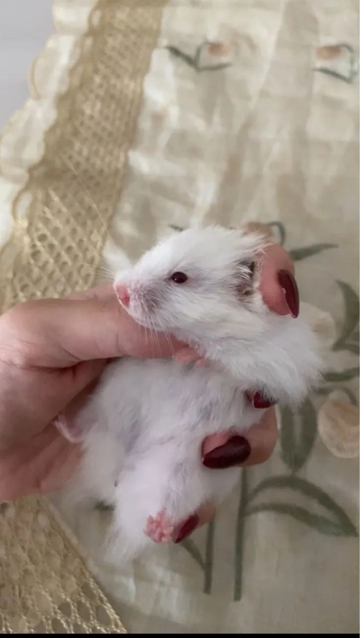 Hamster sírio angorá  - Foto 2