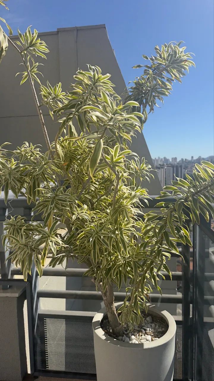 Vaso com planta  - Foto 4