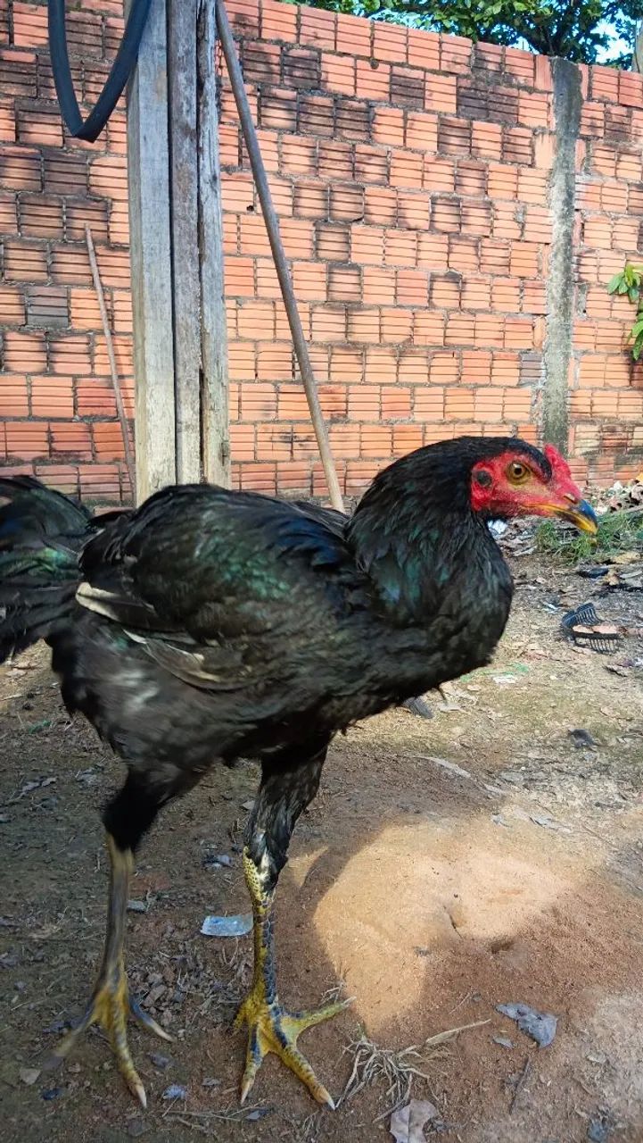 Frango indiano  - Foto 2