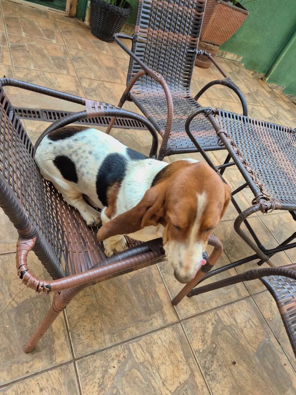 Basset Hound macho com 9 meses - Foto 4