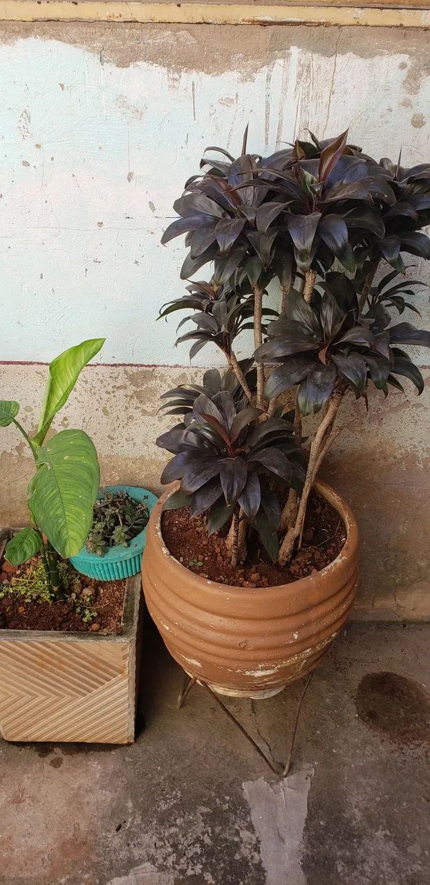 Planta variadas,  - Foto 3