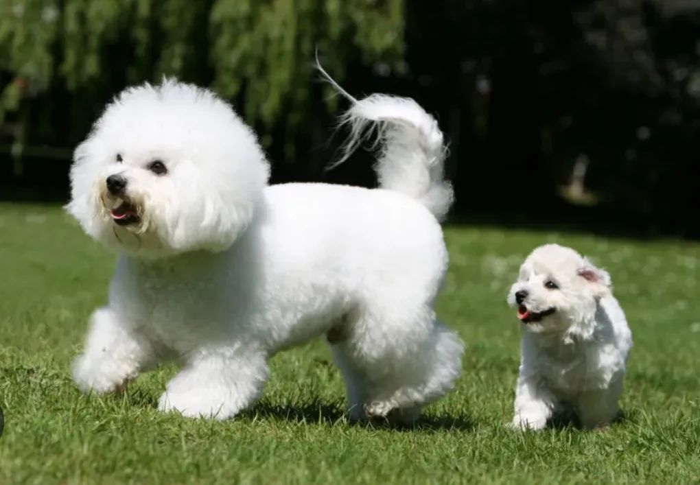 Bichon frise  - Foto 2
