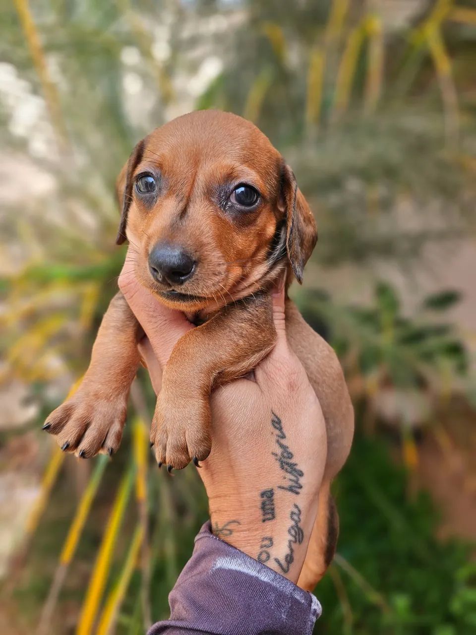 Dachshound fêmeas e machos  - Foto 4