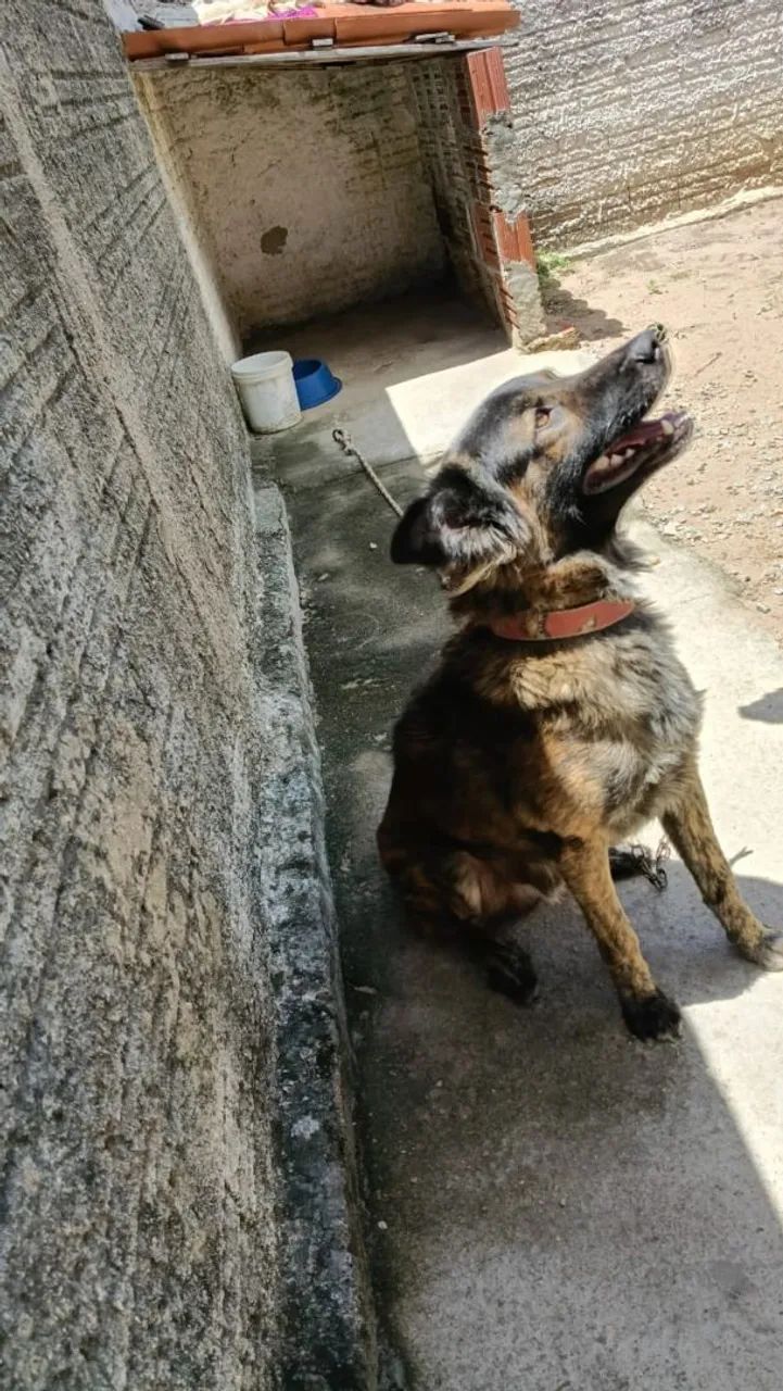 Doação de cachorro  - Foto 4