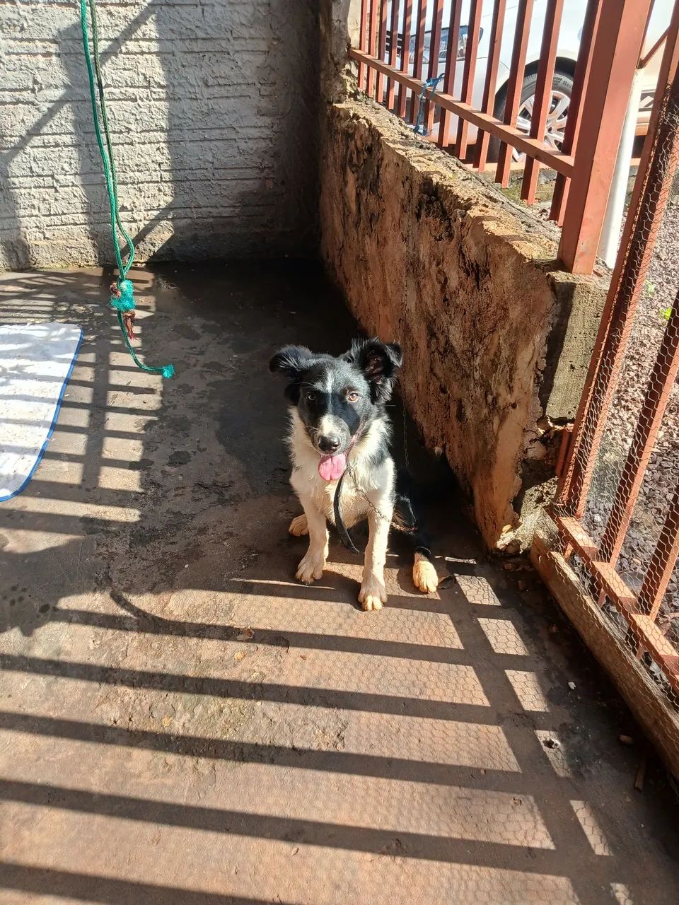 Border Collie