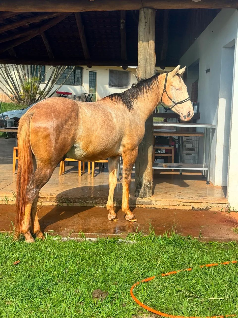 Cavalo Quarto de Milha Castrado - Foto 4