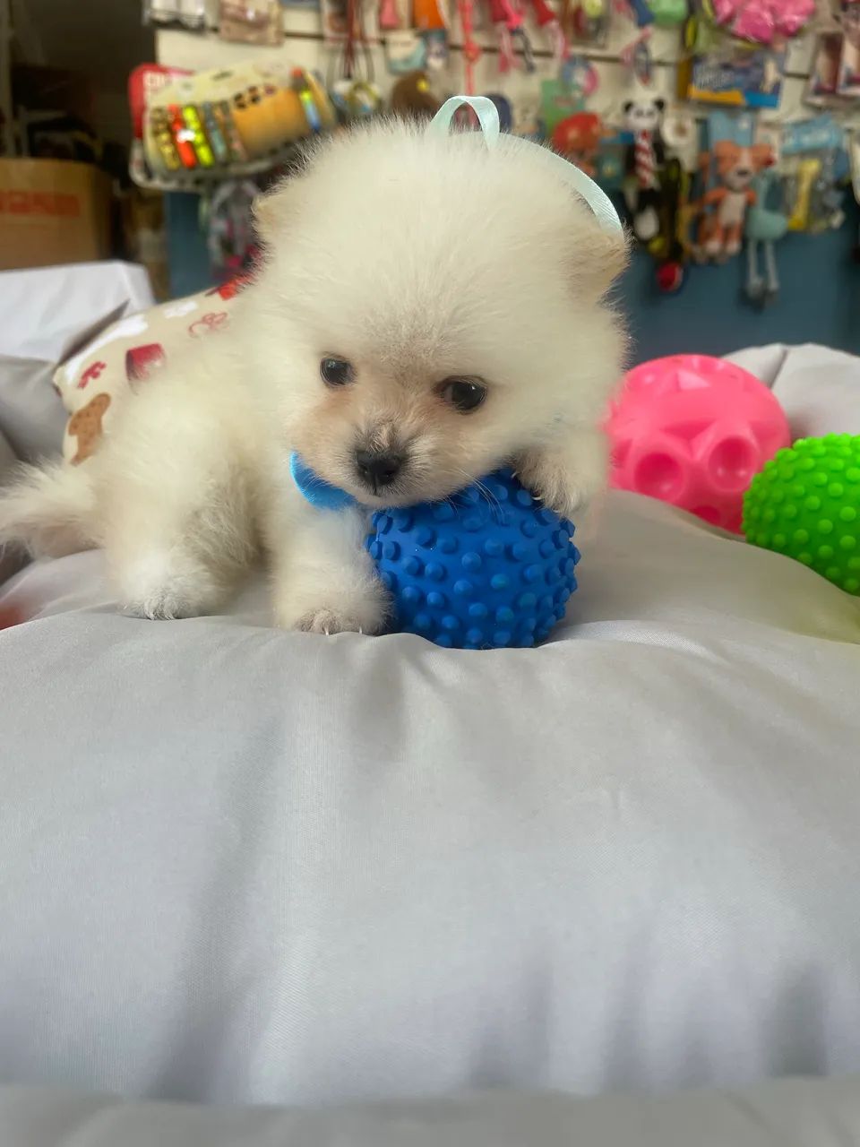 Spitz alemão macho anao$2.400,00 - Foto 2