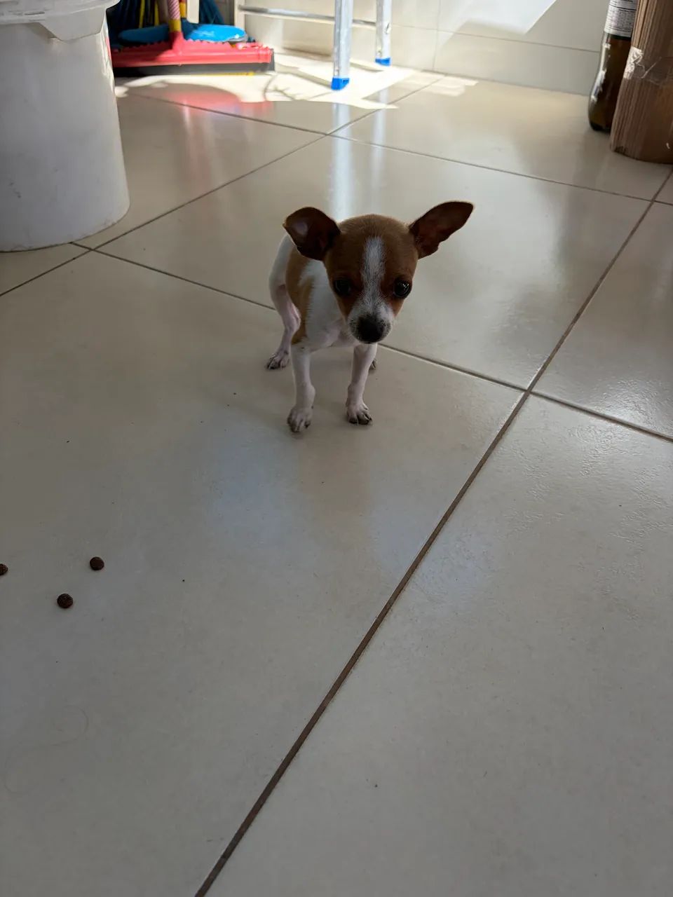 Filhote de pinscher Zero - Foto 3