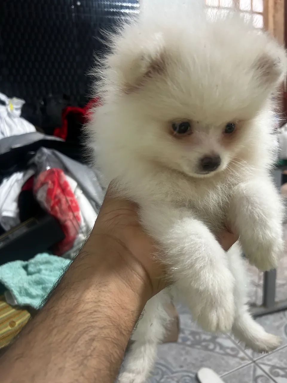 Spitz Alemão  - Foto 4