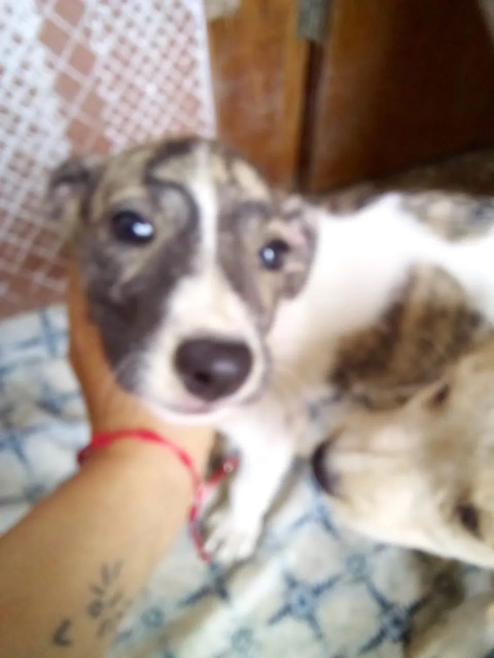 Adoção responsável  - Foto 3