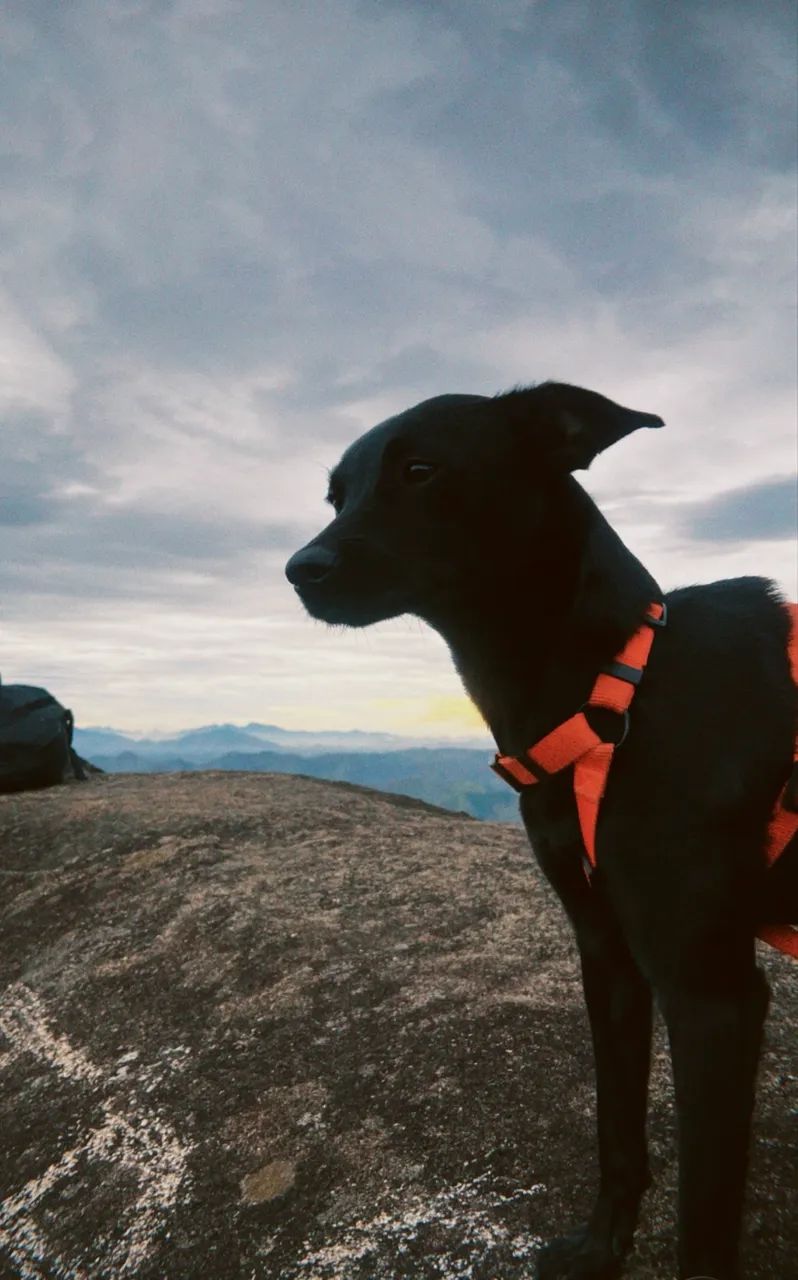 Cachorro adoção
