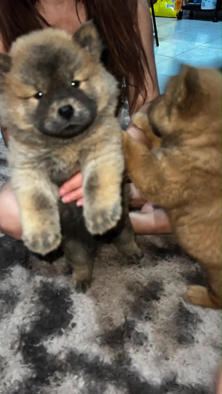 Filhote Chow Chow  - Foto 2