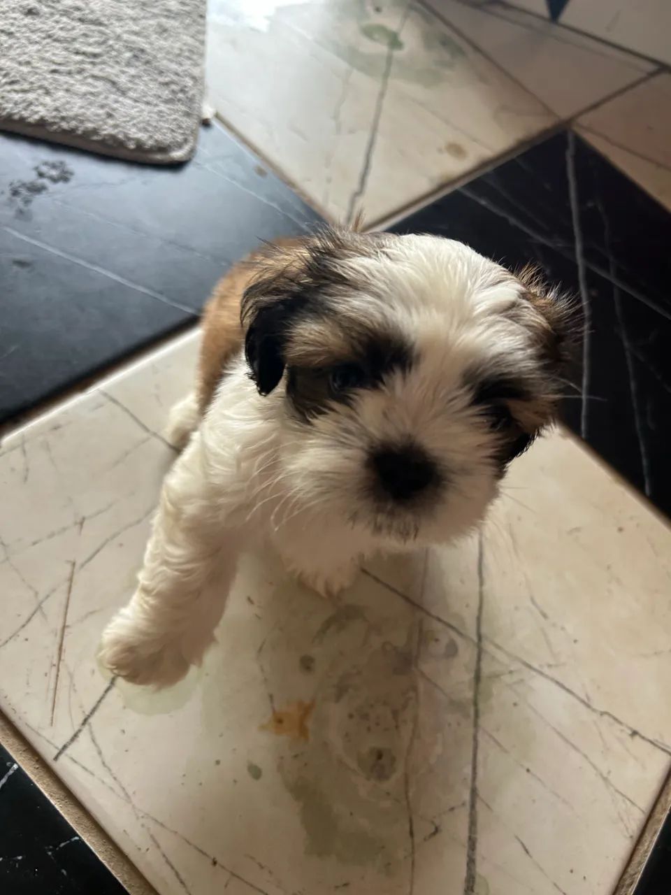Shih tzu macho  - Foto 2