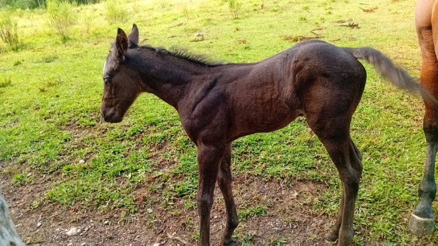 Potro qm puro - Foto 3