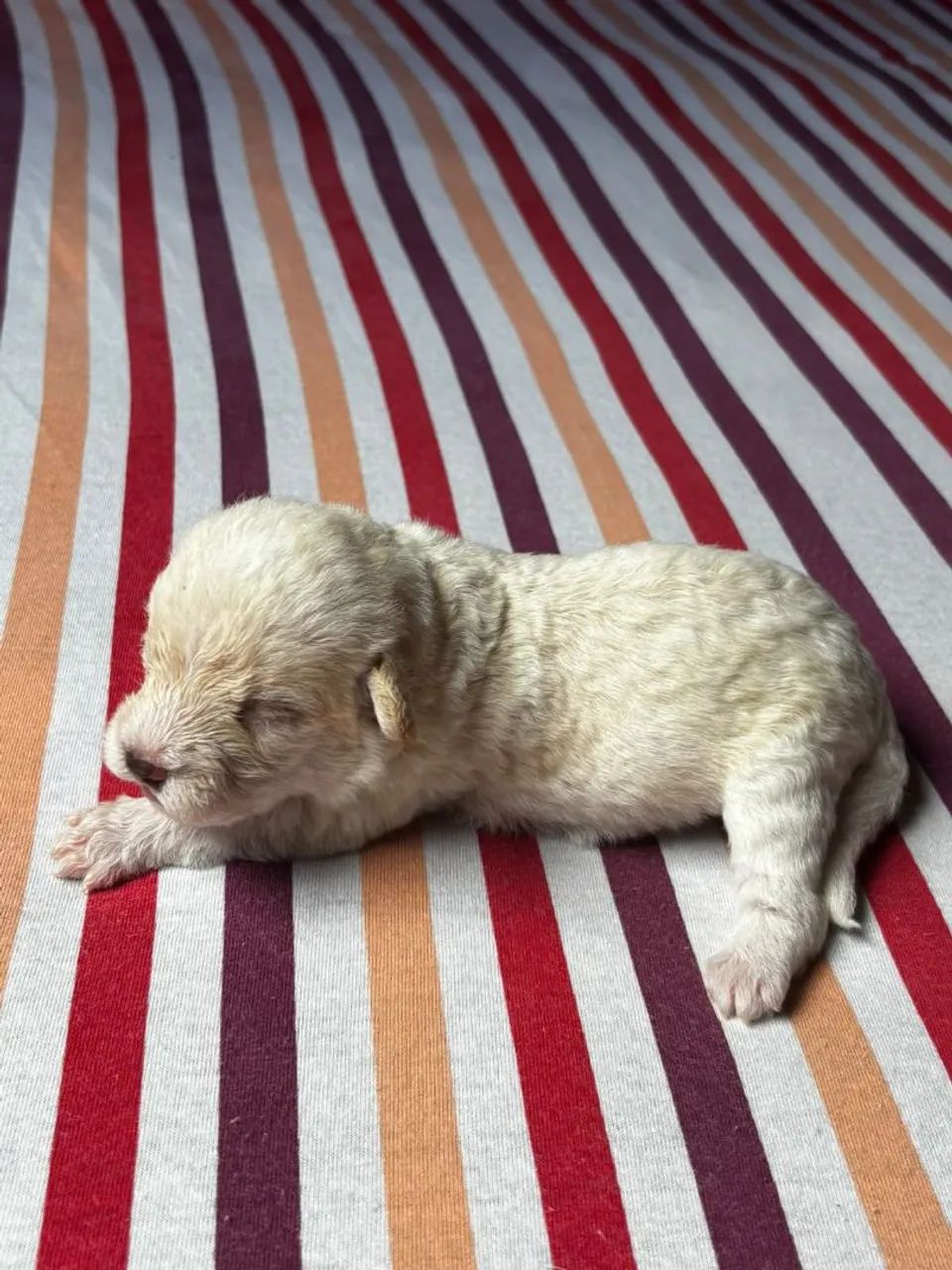 Cão filhote  - Foto 5
