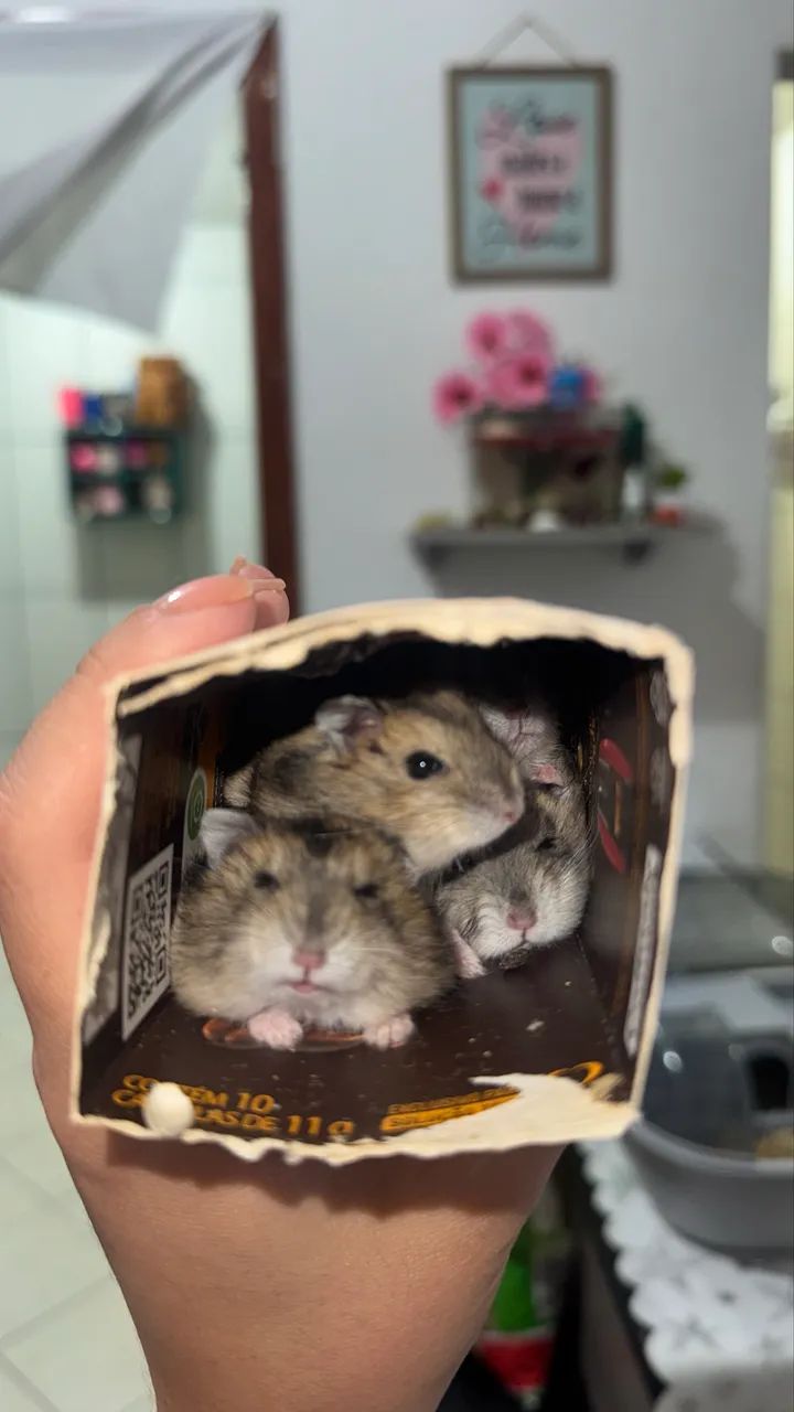 Hamster anão russo - Foto 2