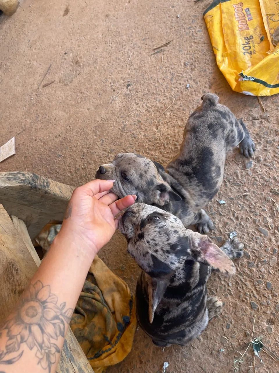 Vendo Buldogue Francês Merle  - Foto 2
