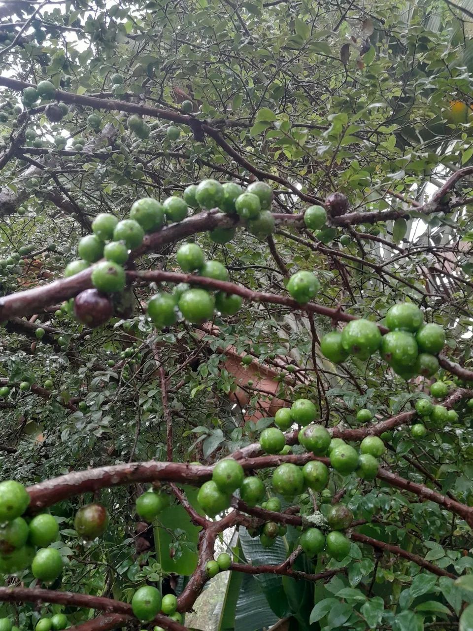 Jabuticaba sabara grande - Foto 2