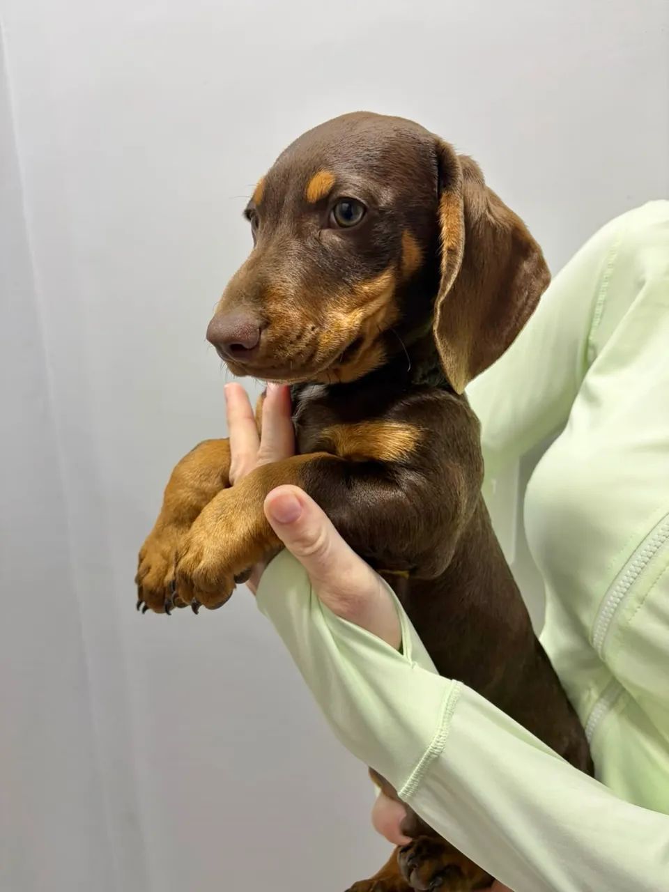 Dashchund chocolate  - Foto 4
