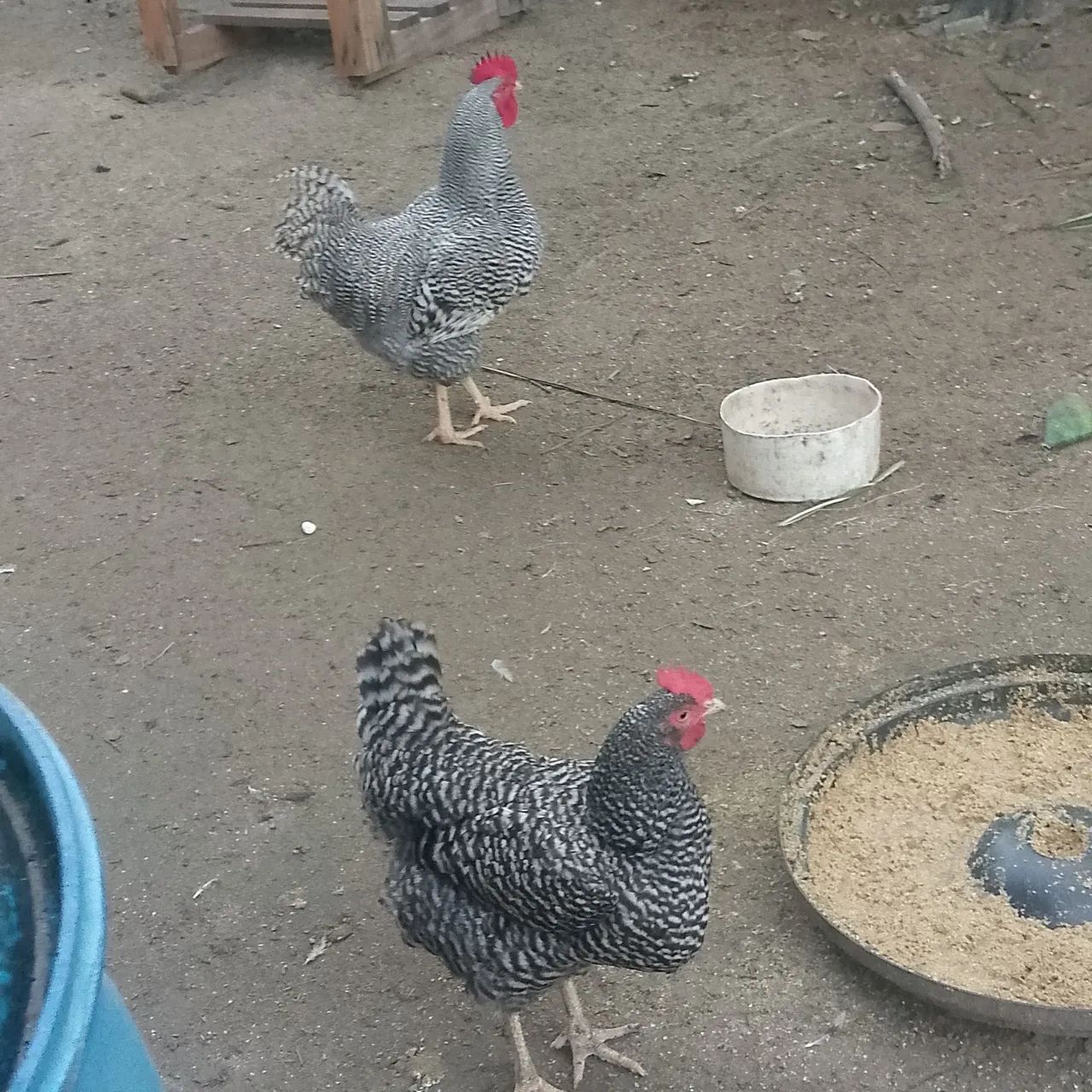 Pinto de plimolt rok - Foto 2