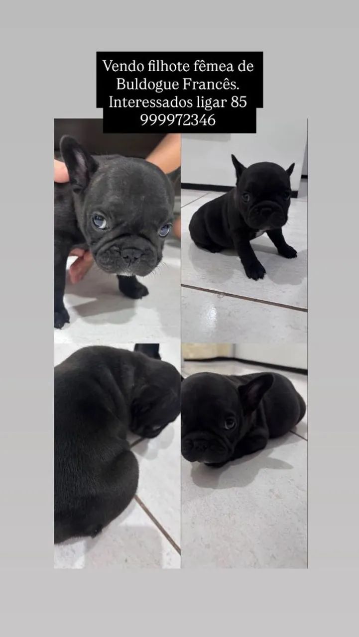 Buldogue Francês fêmea 