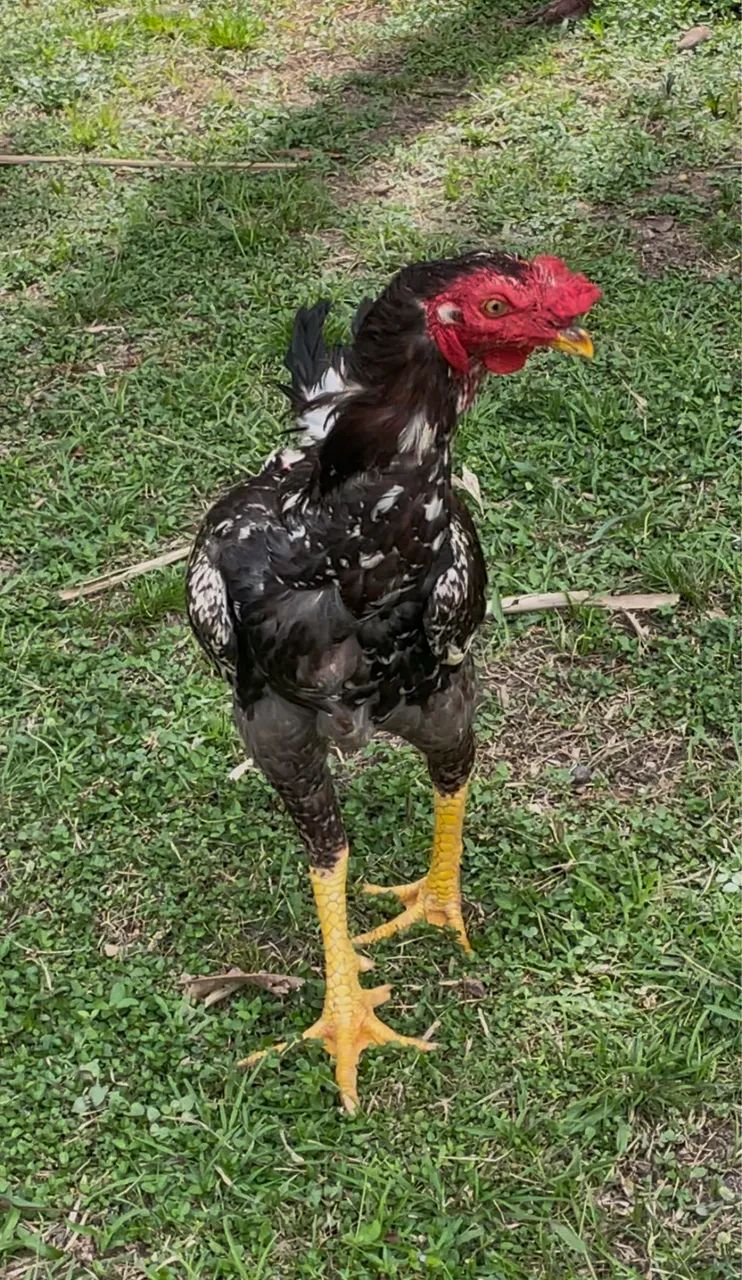 Galo mestiço  - Foto 2